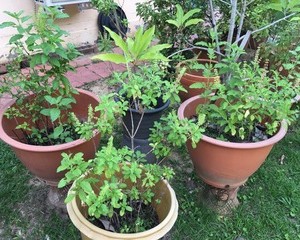 タイでカッパオ（ホーリーバジル)を栽培してみた。カッパオハーブティーを作ってみた。